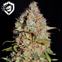 Empire  Cannabis  Seeds  White  Truffle