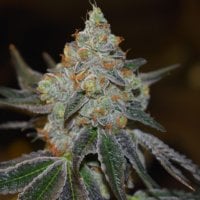 Expert  Cannabis  Seeds  Afghan  Skunk