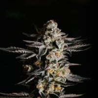 Expert  Cannabis  Seeds  Amnesia  Haze  Auto