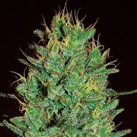 Expert  Cannabis  Seeds  Amnesia  Haze