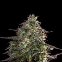 Expert  Cannabis  Seeds  Blue  Cheese  Auto