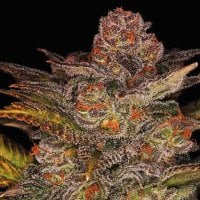 Expert  Cannabis  Seeds  Blueberry  Glue  Auto