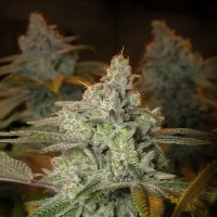 Expert  Cannabis  Seeds  Blueberry  Glue