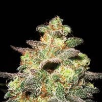Expert  Cannabis  Seeds  Caramella  Auto
