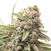 Expert  Cannabis  Seeds  Cheese  Auto