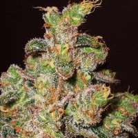 Expert  Cannabis  Seeds  Cheese