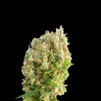 Expert  Cannabis  Seeds  Chemdog  Gorilla