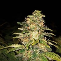 Expert  Cannabis  Seeds  Critical  Blue  Auto