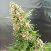 Expert  Cannabis  Seeds  Critical  Gorilla