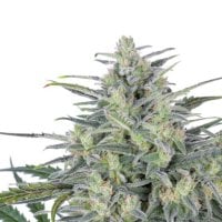 Expert  Cannabis  Seeds  Critical  Lights