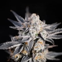 Expert  Cannabis  Seeds  Expert  Gorilla  Auto