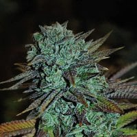Expert  Cannabis  Seeds  Expert  Gorilla