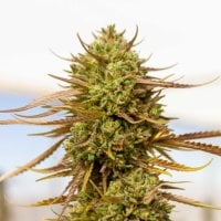 Expert  Cannabis  Seeds  Expert  Haze