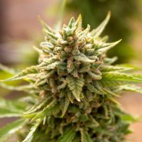 Expert  Cannabis  Seeds  Fruit  Salad