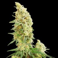 Expert  Cannabis  Seeds  Gorilla  Banana