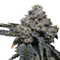 Expert Cannabis Seeds Gorilla Cheese