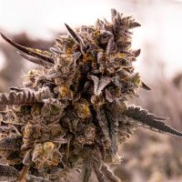 Expert  Cannabis  Seeds  Gorilla  Cookies