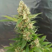 Expert  Cannabis  Seeds  Gorilla  Ice  Cream
