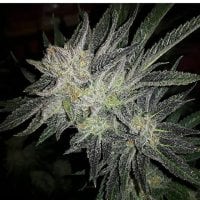 Expert  Cannabis  Seeds  Gorilla  X  White  Widow