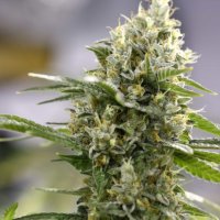 Expert  Cannabis  Seeds  Lemon  Haze  Auto