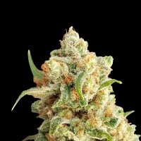 Expert  Cannabis  Seeds  New  York  Diesel  Auto