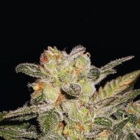 Expert  Cannabis  Seeds  Northern  Lights  Auto
