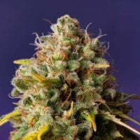 Expert  Cannabis  Seeds  Northern  Lights  X  Big  Bud  Auto