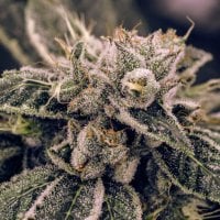 Expert  Cannabis  Seeds  Northern  Lights