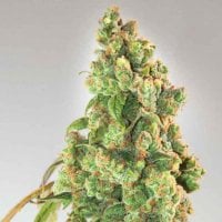 Expert  Cannabis  Seeds  Nurse  Lilly  Cbd