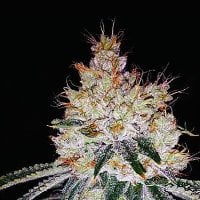 Expert  Cannabis  Seeds  Ogesus  Auto