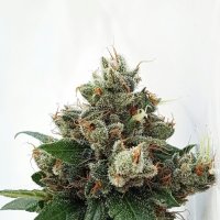 Expert  Cannabis  Seeds  Respect 4  Gorilla