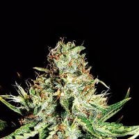 Expert  Cannabis  Seeds  Sweet  Cream  Auto