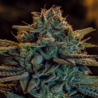 Expert  Cannabis  Seeds  Sweet  Zombie