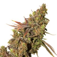 Expert  Cannabis  Seeds  White  Gold