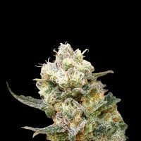 Expert  Cannabis  Seeds  Zkittlez  Glue