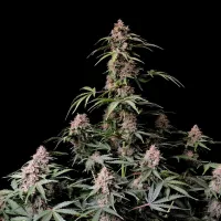 Fast  Buds  Cannabis  Seeds  Amnesia  Zkittlez  Auto