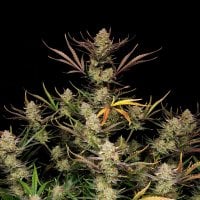 Fast  Buds  Cannabis  Seeds  Apple  Strudel  Auto