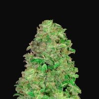 Fast  Buds  Cannabis  Seeds  Auto  Cbd 20 1