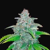 Fast  Buds  Cannabis  Seeds  Blue  Dream  Matic