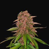 Fast  Buds  Cannabis  Seeds  C4  Matic