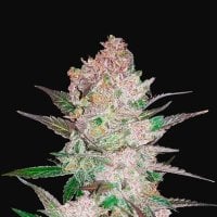 Fast  Buds  Cannabis  Seeds  Cream  Cookies