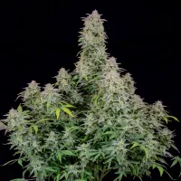 Fast  Buds  Cannabis  Seeds  Forbidden  Runtz