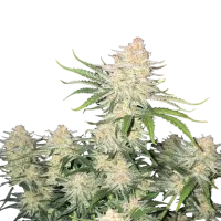 Fast  Buds  Cannabis  Seeds  Frostbanger  Auto
