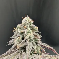 Fast Buds Cannabis Seeds Garlic Mint Sherbet