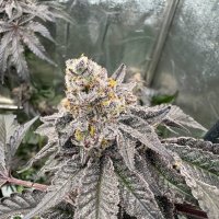 Fast  Buds  Cannabis  Seeds  Gary  Sherbet