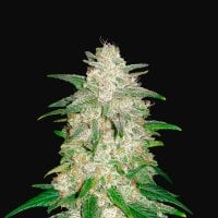 Fast  Buds  Cannabis  Seeds  Gelato  Auto
