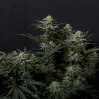 Fast  Buds  Cannabis  Seeds  Gg4  Sherbet  Ff  Fast  Flowering