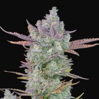Fast  Buds  Cannabis  Seeds  Gorilla  Cookies  Auto