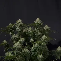 Fast  Buds  Cannabis  Seeds  Gorilla  Cookies  Ff  Fast  Flowering