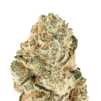 Fast Buds Cannabis Seeds Gorilla Melon